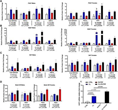 Suppression of estrogen receptor beta classical genomic activity enhances systemic and adipose-specific response to chronic beta-3 adrenergic receptor (β3AR) stimulation